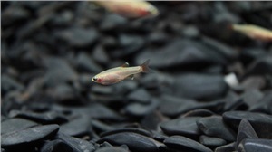 魚苗、魚種培育